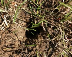 Germination Popping Up Through the Holes